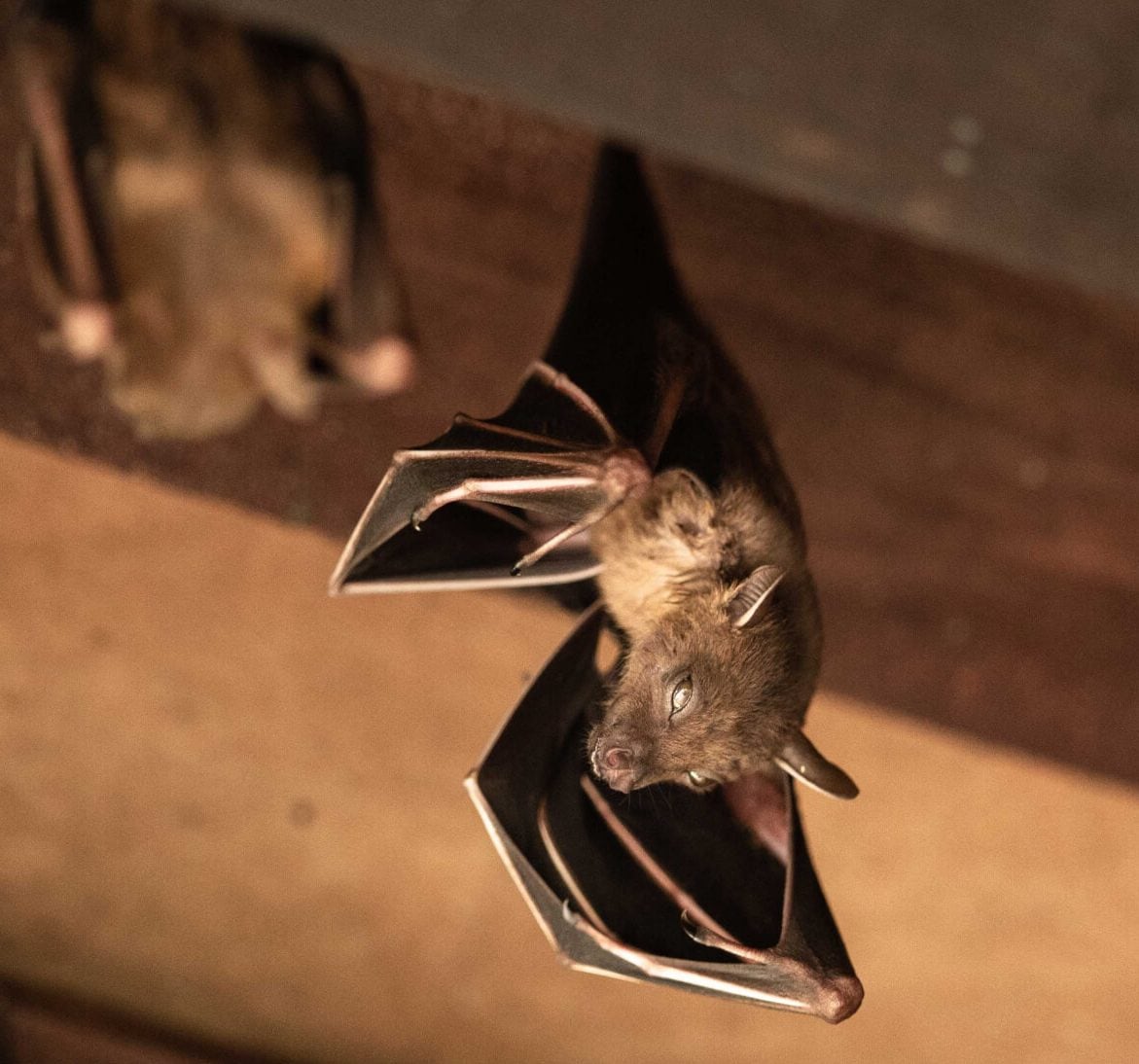 Wildlife-Bats in South Carolina